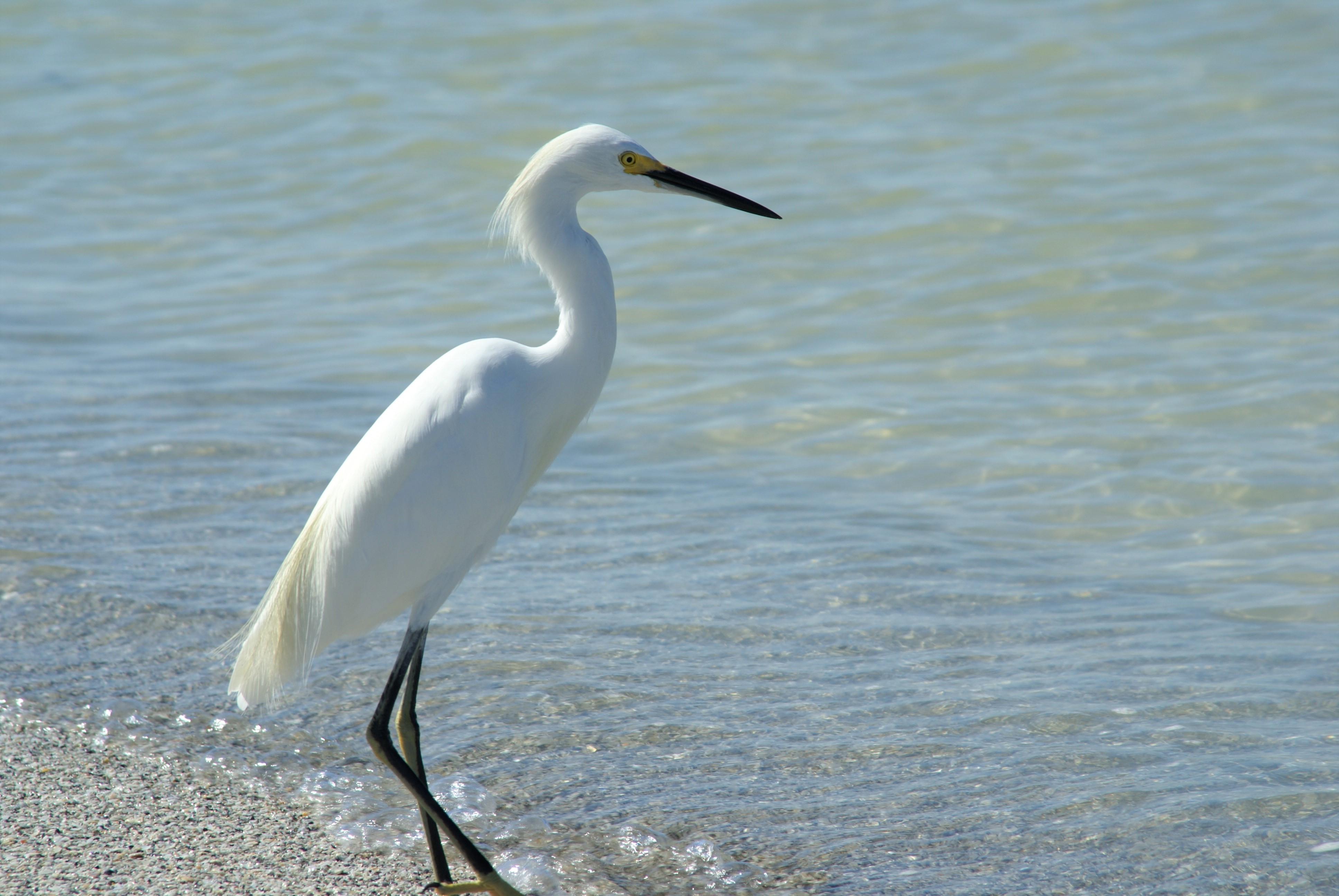 Nautical pet-friendly home with pool, kayaks and bikes
